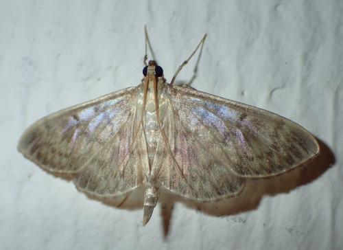Réf. 217 566 : Pleuroptya ruralis